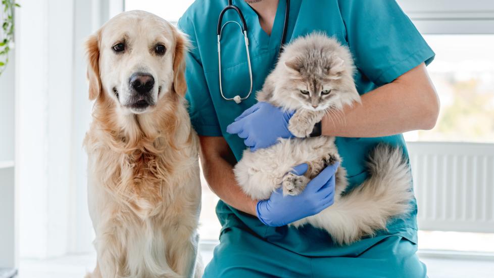 pet wellness exams; a veterinarian holds a cat with a dog beside him.